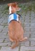 Tierschutzverein sucht sie jeder kann helfen.