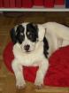 Paddy 6 Monate sucht Familie